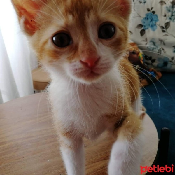 European Shorthair, Kedi  Cesur fotoğrafı