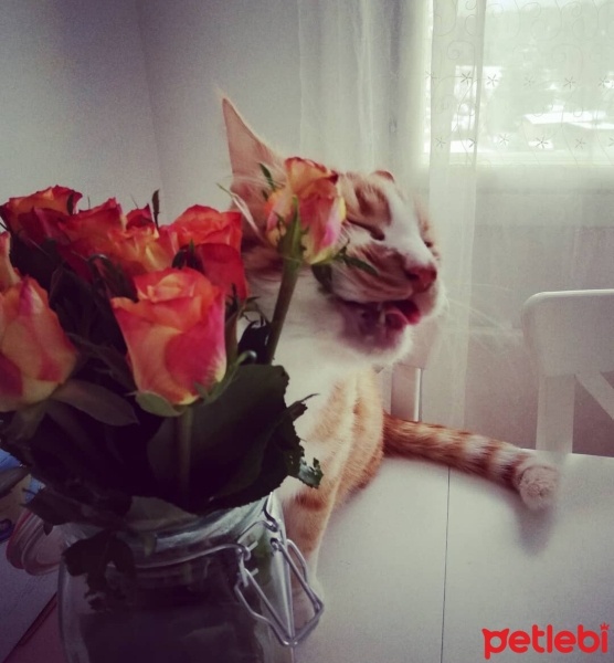European Shorthair, Kedi  Cesur fotoğrafı