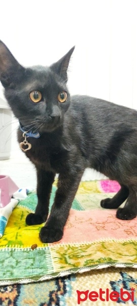 Tekir Kedi, Kedi  Kömür fotoğrafı