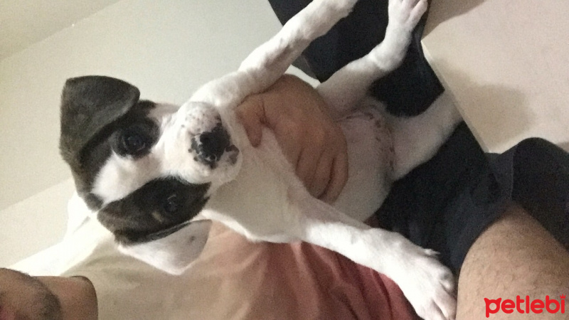 Fransız Bulldog, Köpek  Lodos fotoğrafı