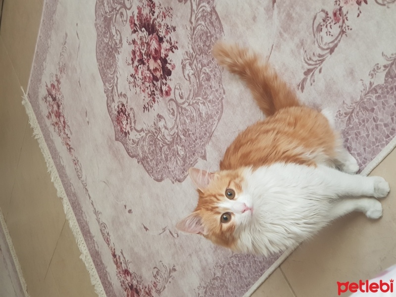 Sarman, Kedi  Şeftali fotoğrafı