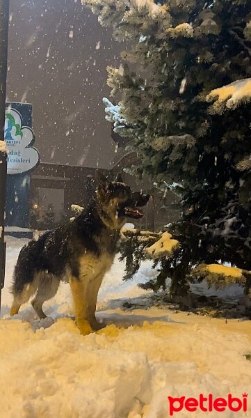 Alman Çoban Köpeği, Köpek  Pars fotoğrafı