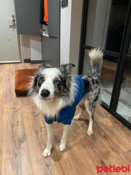 Border Collie, Köpek  Tony fotoğrafı