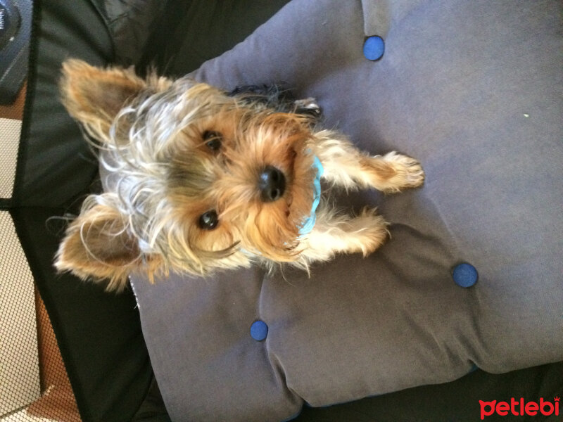 Yorkshire Terrier, Köpek  Mocha  fotoğrafı