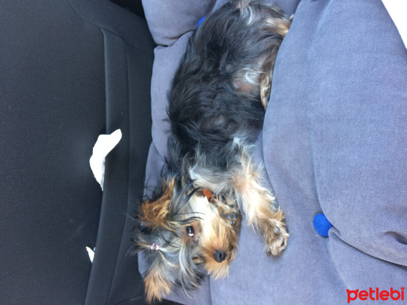 Yorkshire Terrier, Köpek  Mocha  fotoğrafı