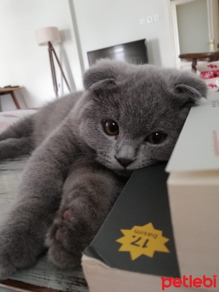 Scottish Fold, Kedi  gece fotoğrafı