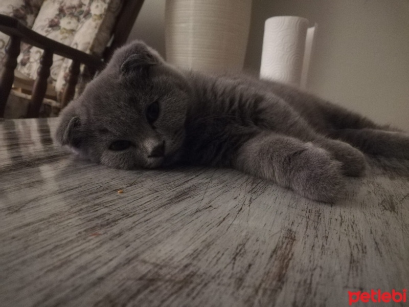 Scottish Fold, Kedi  gece fotoğrafı