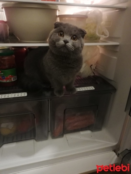 Scottish Fold, Kedi  gece fotoğrafı