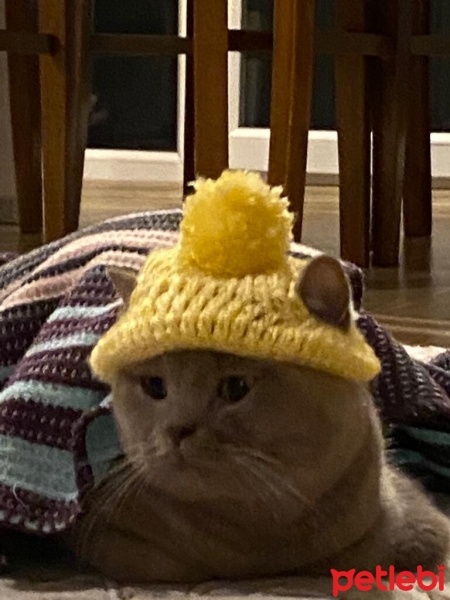 British Shorthair, Kedi  Mia fotoğrafı