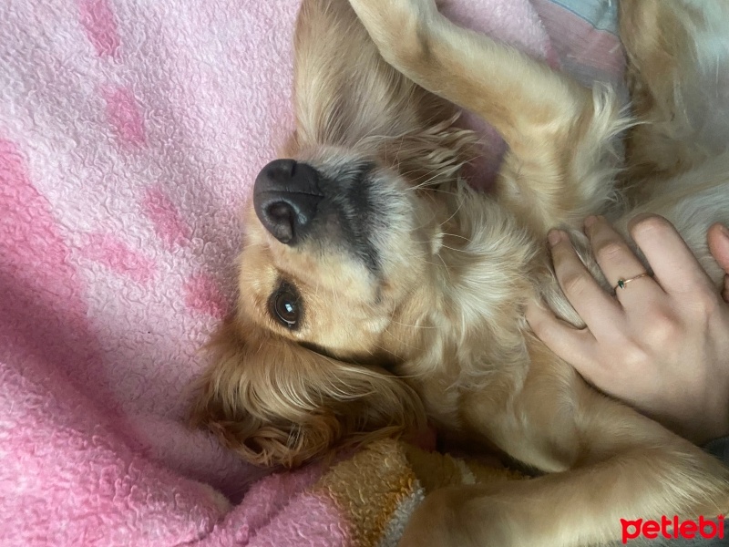 Amerikan Cocker Spaniel, Köpek  Shila fotoğrafı