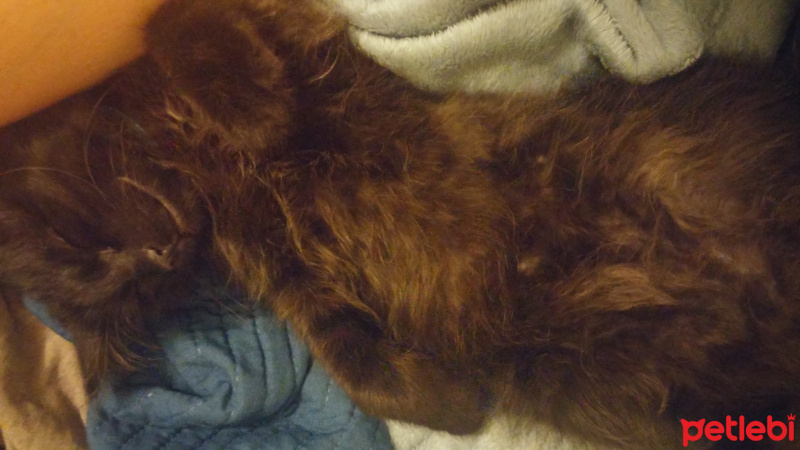 Bombay, Kedi  Panti fotoğrafı