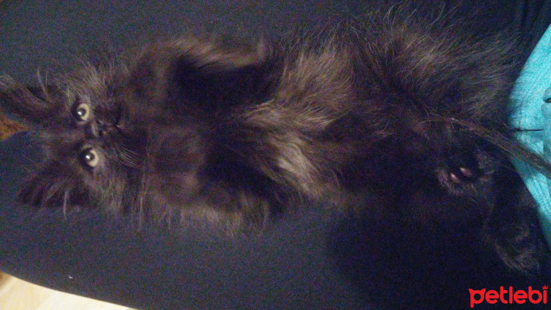 Bombay, Kedi  Panti fotoğrafı