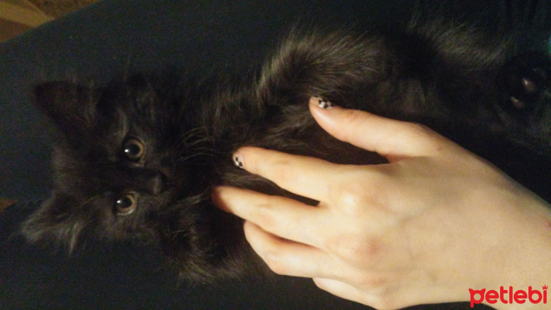 Bombay, Kedi  Panti fotoğrafı