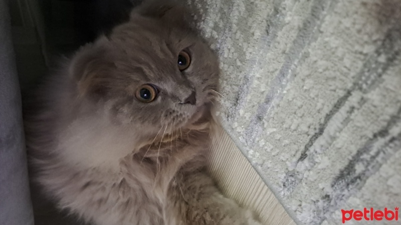 Scottish Fold, Kedi  Çakıl fotoğrafı