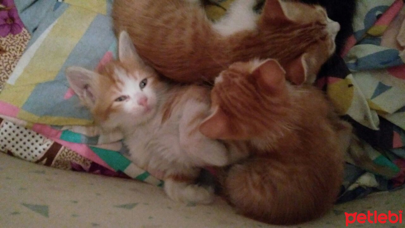 Abyssinian, Kedi  Yakisikli fotoğrafı