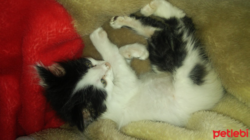 Tuxedo (Smokin) Kedi, Kedi  YUMAK fotoğrafı