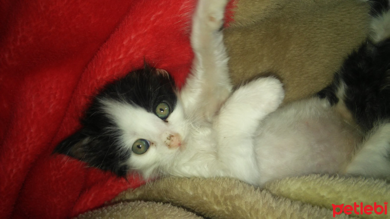 Tuxedo (Smokin) Kedi, Kedi  YUMAK fotoğrafı