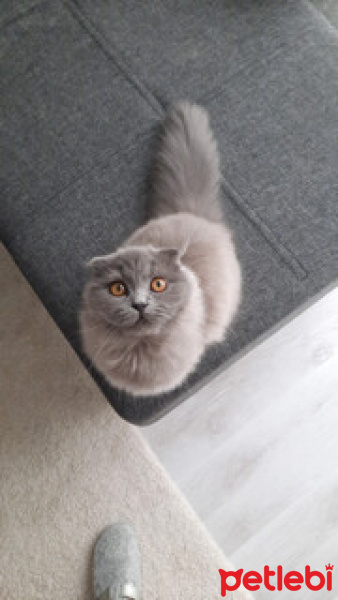 Scottish Fold, Kedi  Molly fotoğrafı