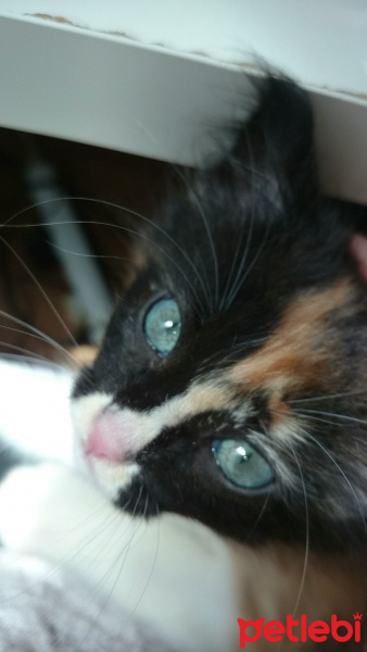 American Wirehair, Kedi  İncir fotoğrafı