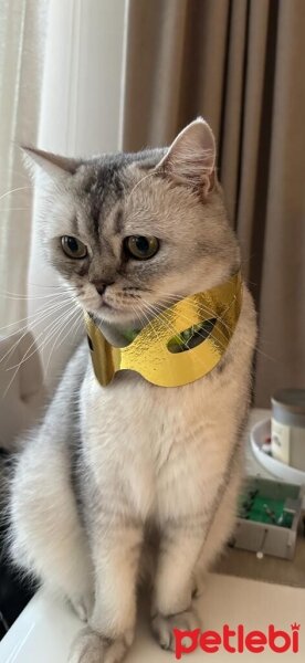 British Shorthair, Kedi  Pafi fotoğrafı