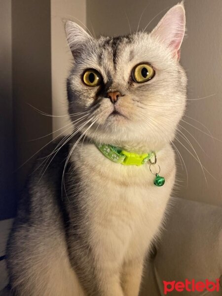 British Shorthair, Kedi  Pafi fotoğrafı