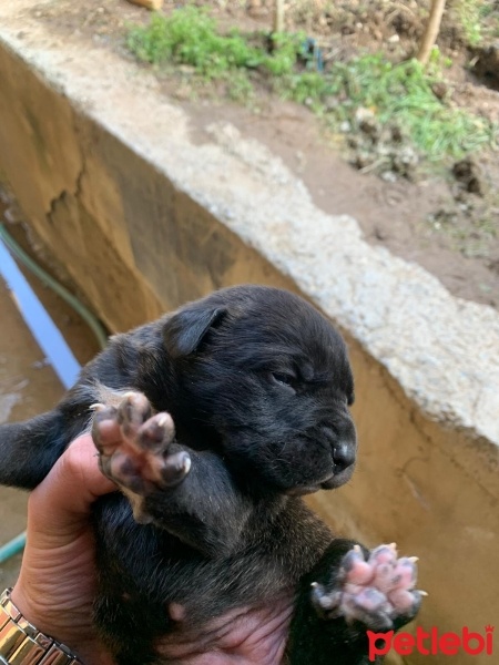 Cane Corso Italiano, Köpek  mia fotoğrafı