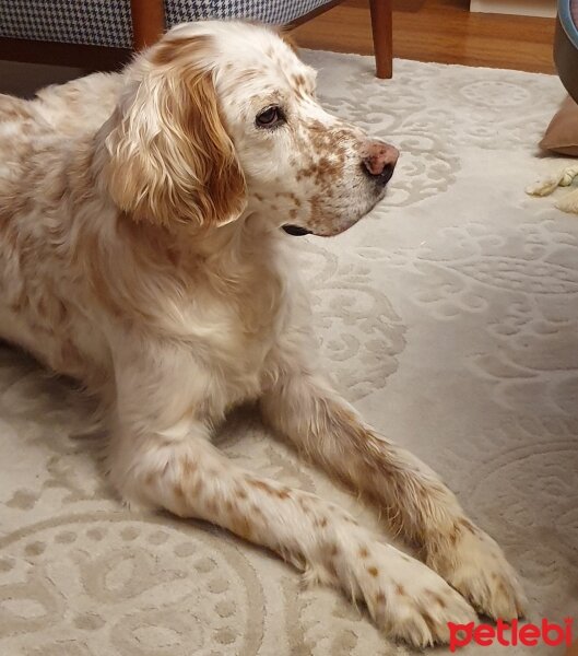 İngiliz Setter, Köpek  Merlot fotoğrafı