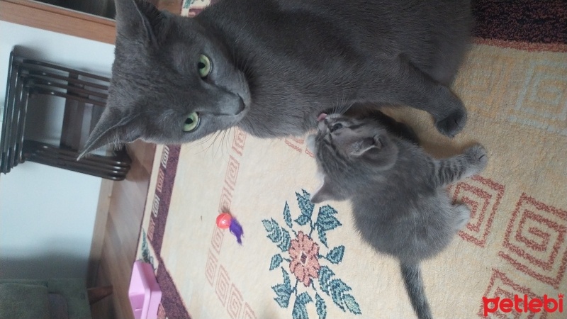 Mavi Rus, Kedi  Duman fotoğrafı