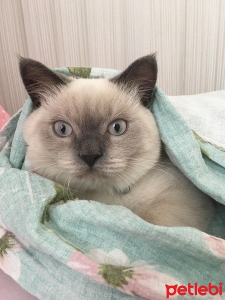 British Shorthair, Kedi  Lokum fotoğrafı