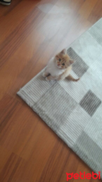 Tekir Kedi, Kedi  Viski fotoğrafı