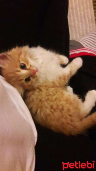 Tekir Kedi, Kedi  Viski fotoğrafı