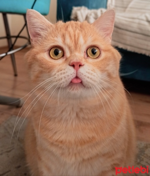 British Shorthair, Kedi  Siyami fotoğrafı