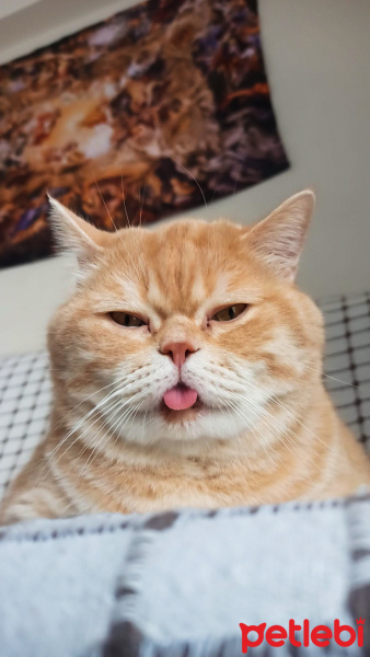 British Shorthair, Kedi  Siyami fotoğrafı