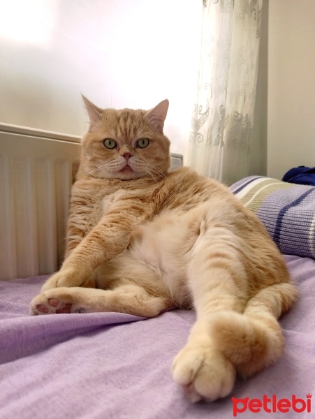 British Shorthair, Kedi  Siyami fotoğrafı