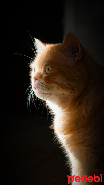 British Shorthair, Kedi  Siyami fotoğrafı