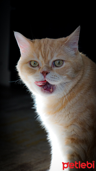 British Shorthair, Kedi  Siyami fotoğrafı