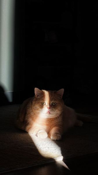 British Shorthair, Kedi  Siyami fotoğrafı