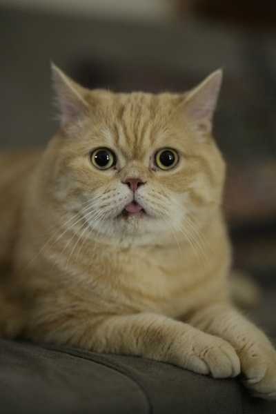 British Shorthair, Kedi  Siyami fotoğrafı