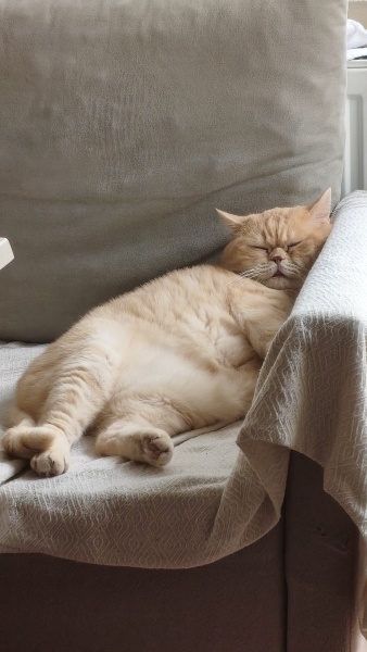 British Shorthair, Kedi  Siyami fotoğrafı