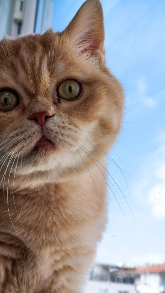British Shorthair, Kedi  Siyami fotoğrafı