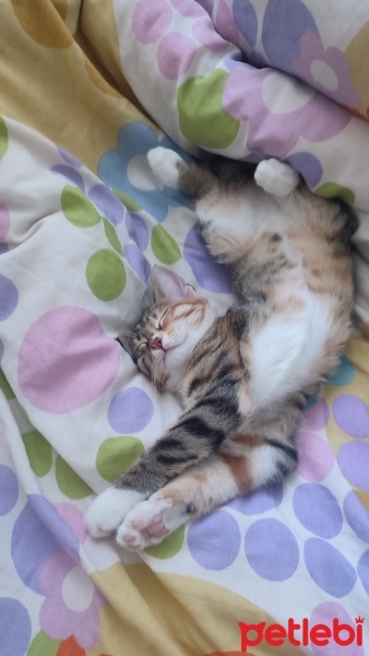 Tekir Kedi, Kedi  Şeker fotoğrafı