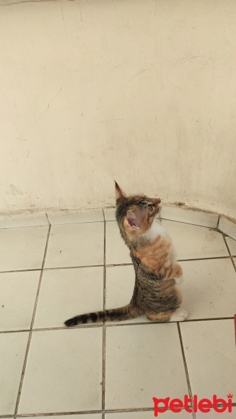 Tekir Kedi, Kedi  Şeker fotoğrafı