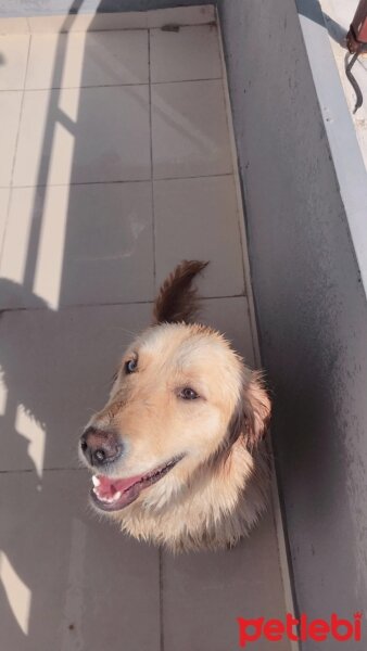 Golden Retriever, Köpek  Elsa fotoğrafı