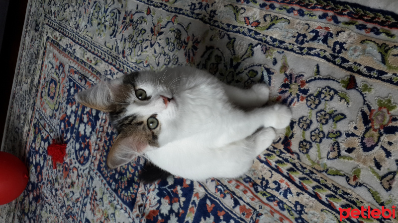 Tekir Kedi, Kedi  Bade fotoğrafı