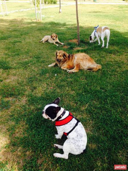 Fransız Bulldog, Köpek  PARS fotoğrafı