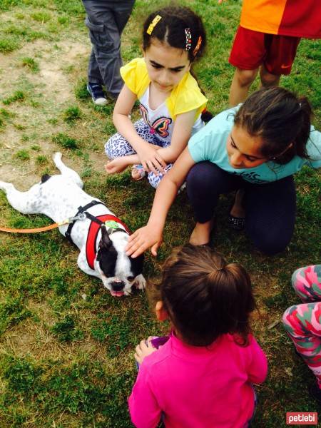 Fransız Bulldog, Köpek  PARS fotoğrafı