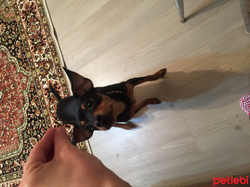 Doberman Pinscher, Köpek  Şans fotoğrafı