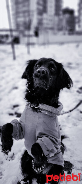 Amerikan Cocker Spaniel, Köpek  Odin fotoğrafı