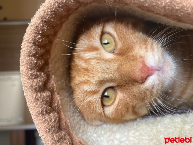 Sarman, Kedi  minnoş fotoğrafı