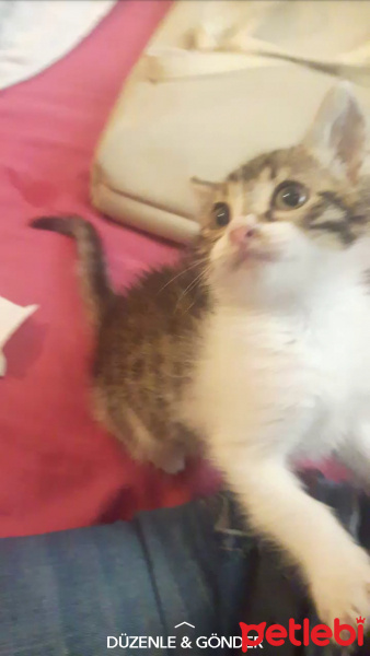 Tekir Kedi, Kedi  Minnak fotoğrafı